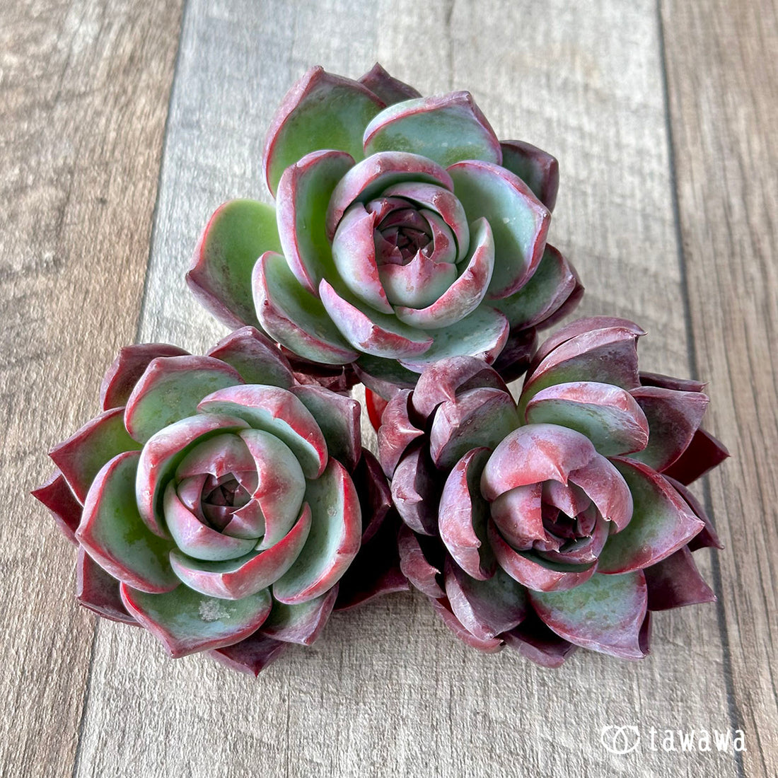 New Arrival* Cubic Frost