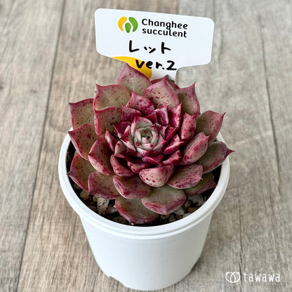 ＊新発売＊　レット ver.2（チャンヒー農園）【tawawaハウス苗】