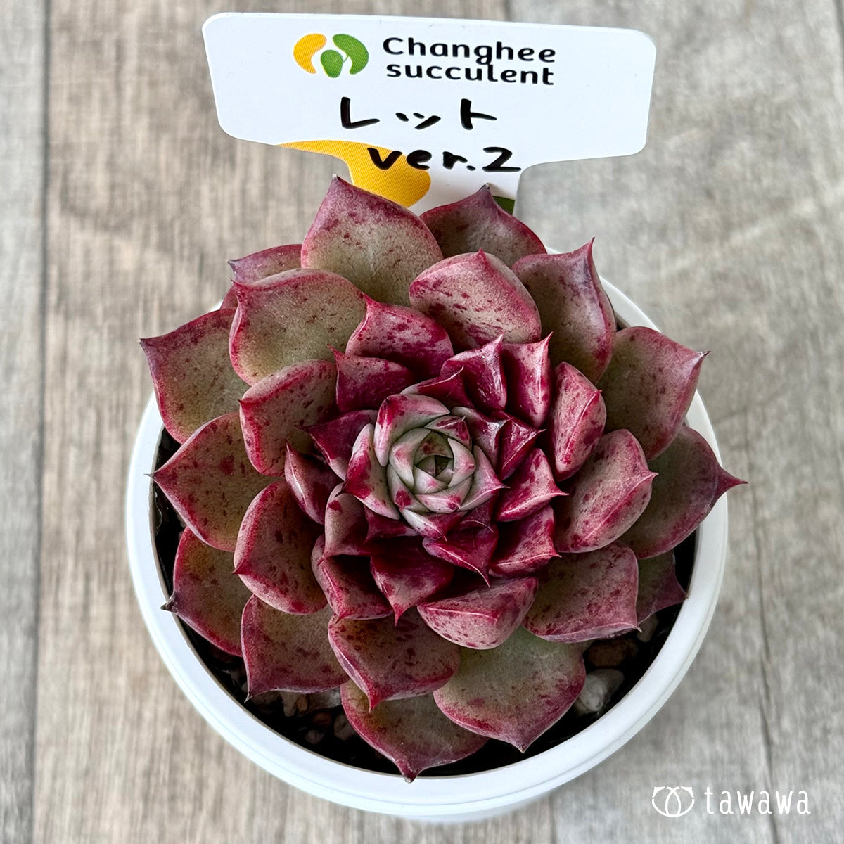 ＊新発売＊　レット ver.2（チャンヒー農園）【tawawaハウス苗】