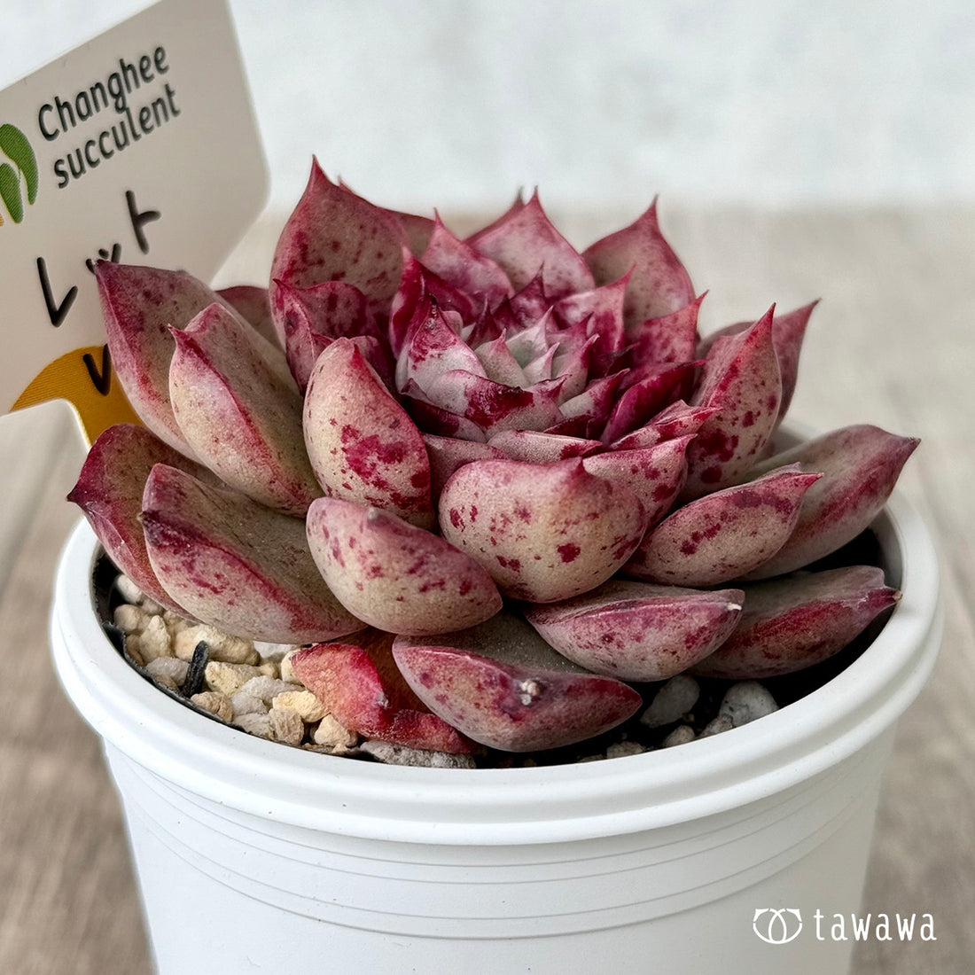 ＊新発売＊　レット ver.2（チャンヒー農園）【tawawaハウス苗】