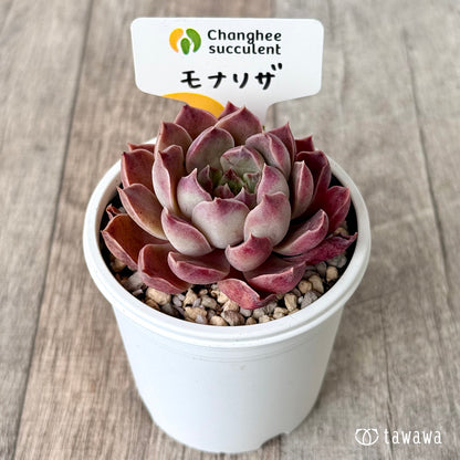 モナリザ１（チャンヒー農園）【tawawaハウス苗】