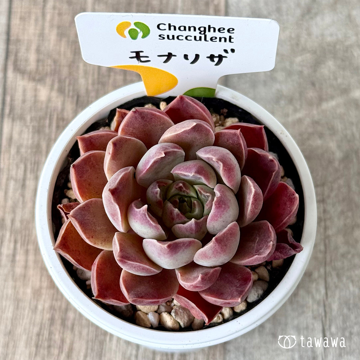 モナリザ１（チャンヒー農園）【tawawaハウス苗】