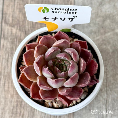 モナリザ１（チャンヒー農園）【tawawaハウス苗】