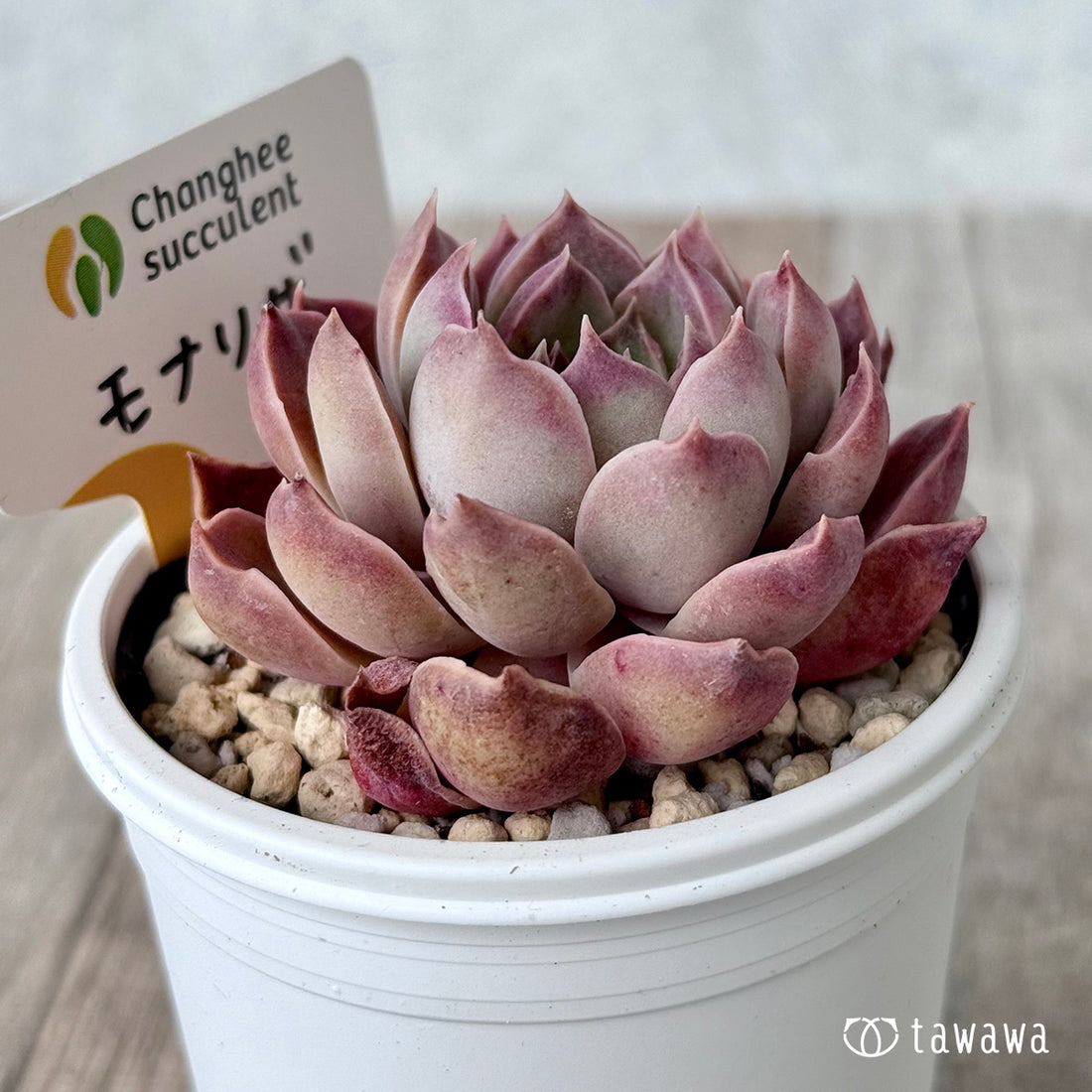 ＊新発売＊　モナリザ１（チャンヒー農園）【tawawaハウス苗】