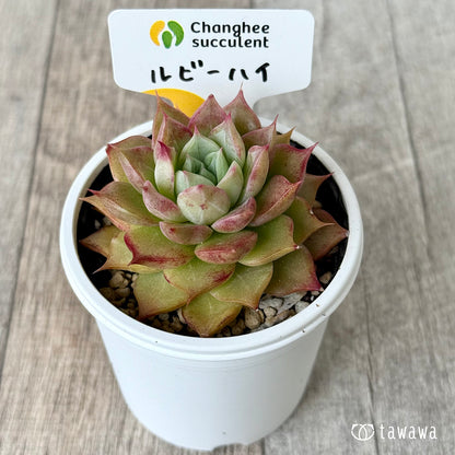 ＊新発売＊　ルビーハイ（チャンヒー農園）【tawawaハウス苗】