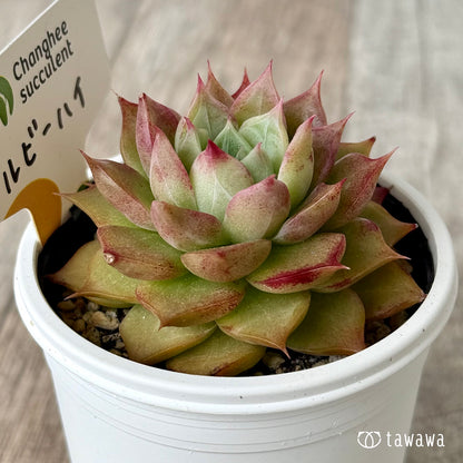 ＊新発売＊　ルビーハイ（チャンヒー農園）【tawawaハウス苗】