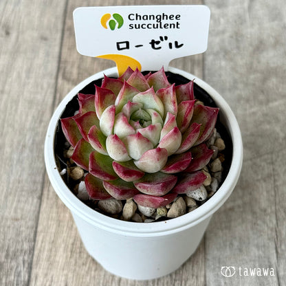 페로몬 (챔피언 모종)