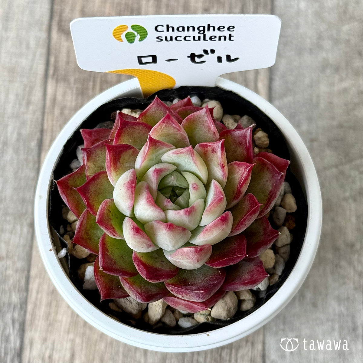 페로몬 (챔피언 모종)