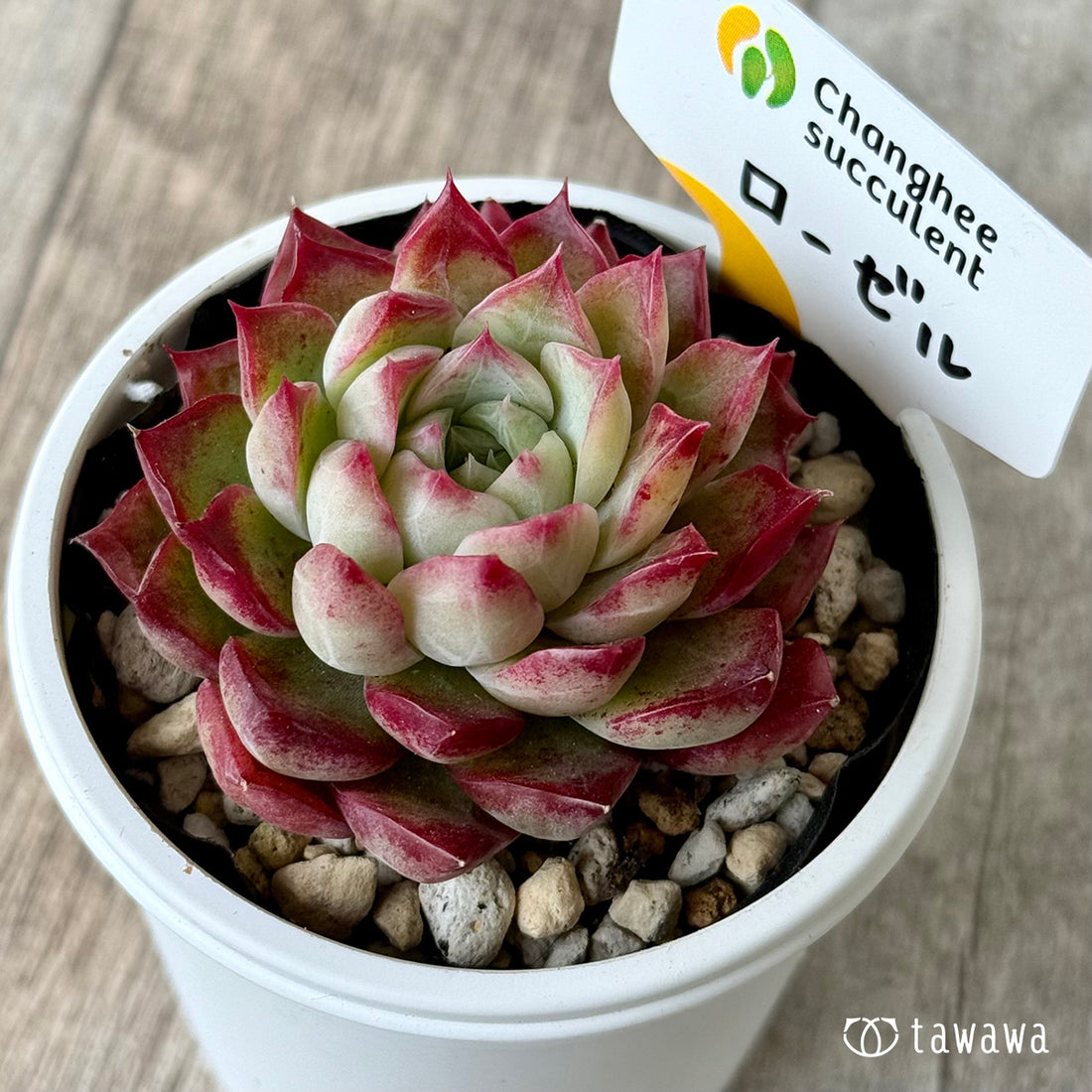 ＊新発売＊　ローゼル１（チャンヒー農園）【tawawaハウス苗】