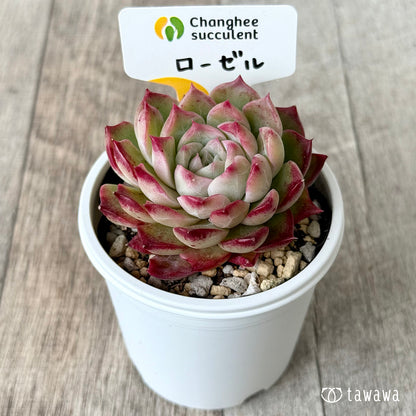 ＊新発売＊　ローゼル２（チャンヒー農園）【tawawaハウス苗】