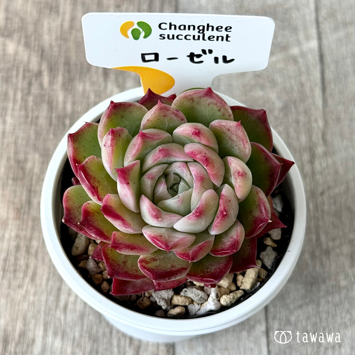 ＊新発売＊　ローゼル２（チャンヒー農園）【tawawaハウス苗】