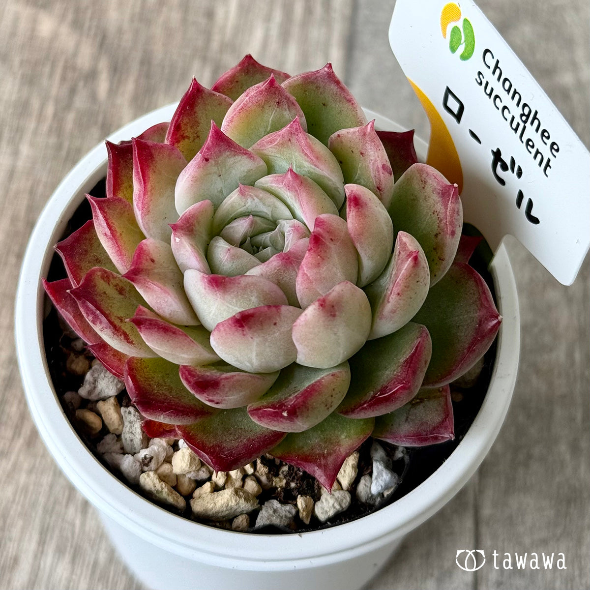 ＊新発売＊　ローゼル２（チャンヒー農園）【tawawaハウス苗】