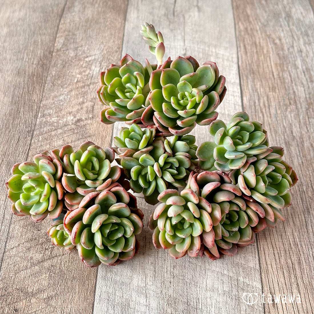 Dentrachem Dentrachem