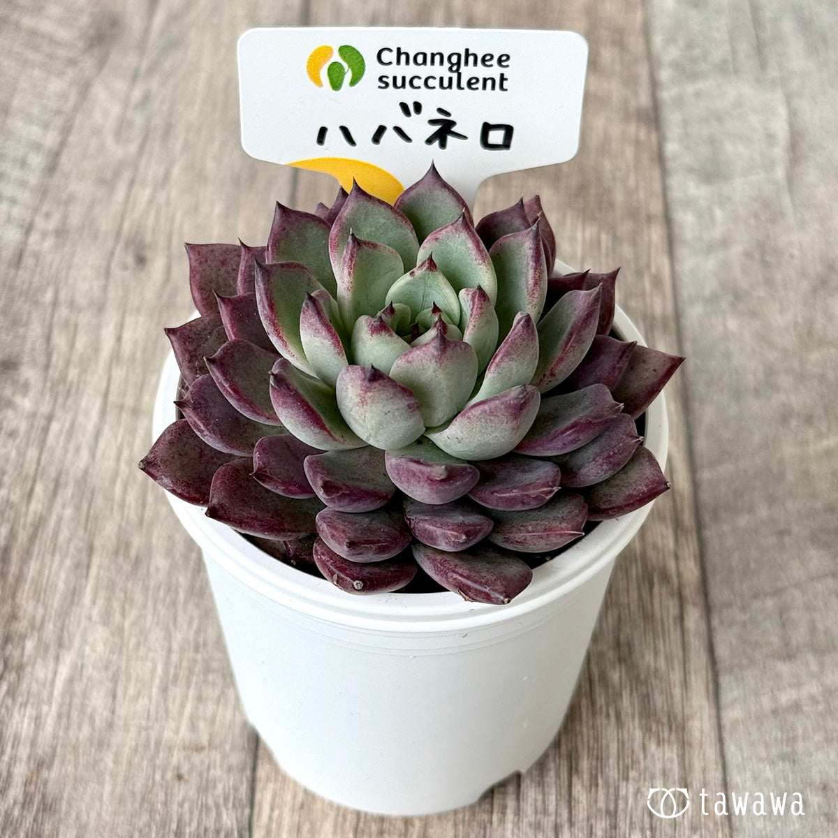 New Arrivals: Ice Green