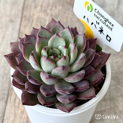 New Arrivals: Ice Green