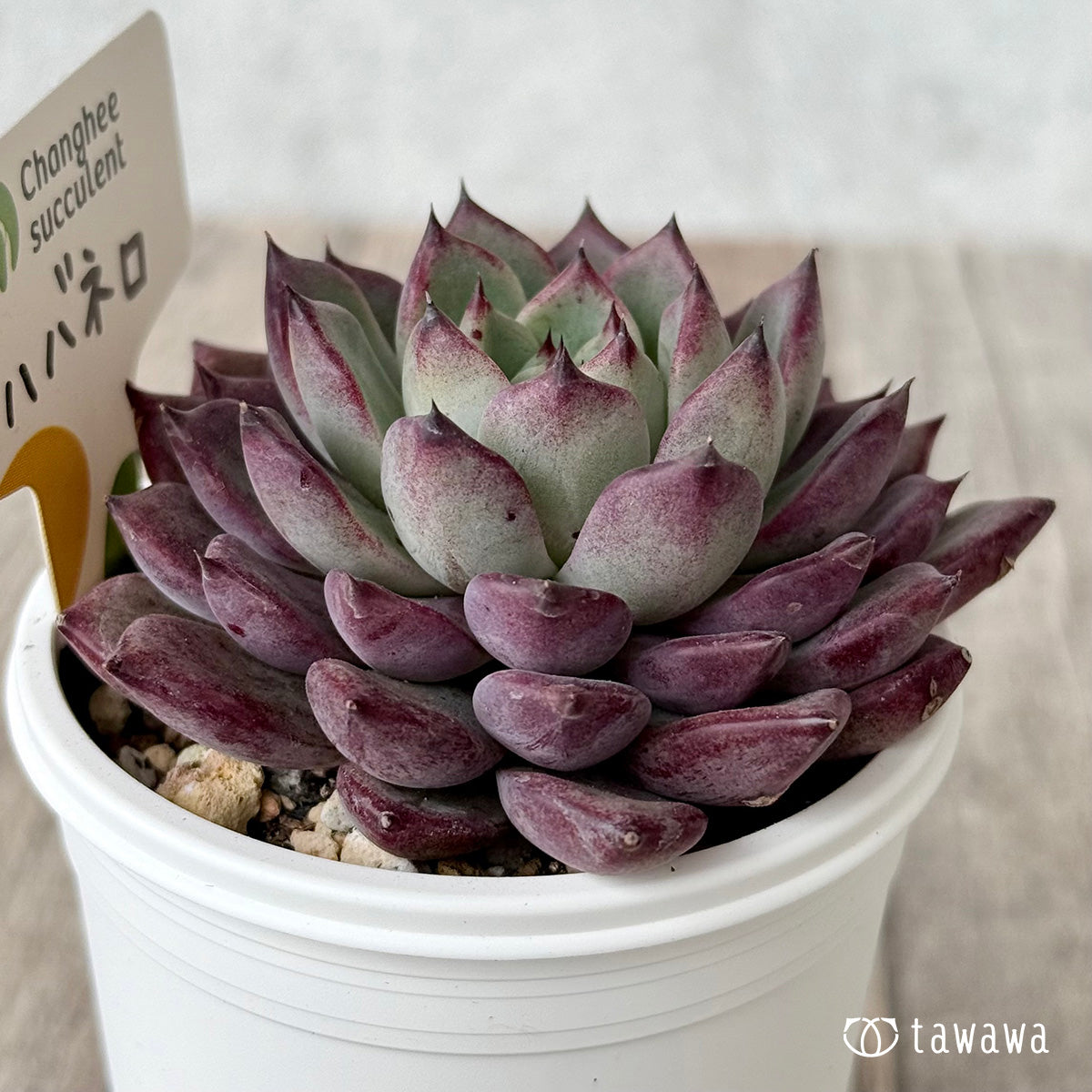 New Arrivals: Ice Green