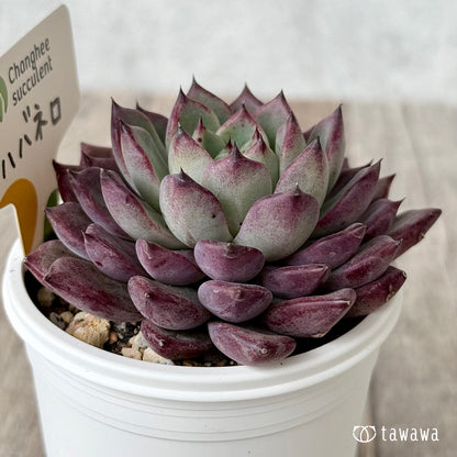 New Arrivals: Ice Green