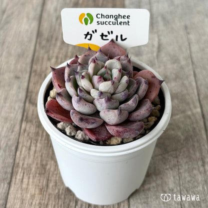 ガゼル（チャンヒー農園）【tawawaハウス苗】