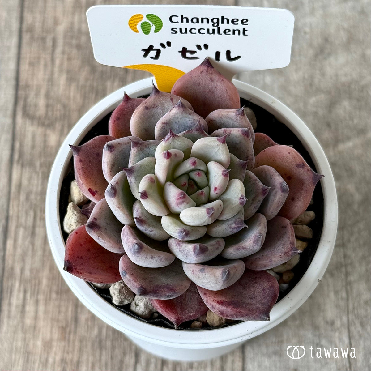 ガゼル（チャンヒー農園）【tawawaハウス苗】