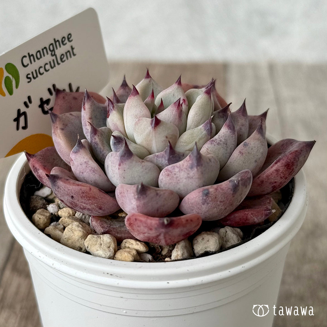 ガゼル（チャンヒー農園）【tawawaハウス苗】