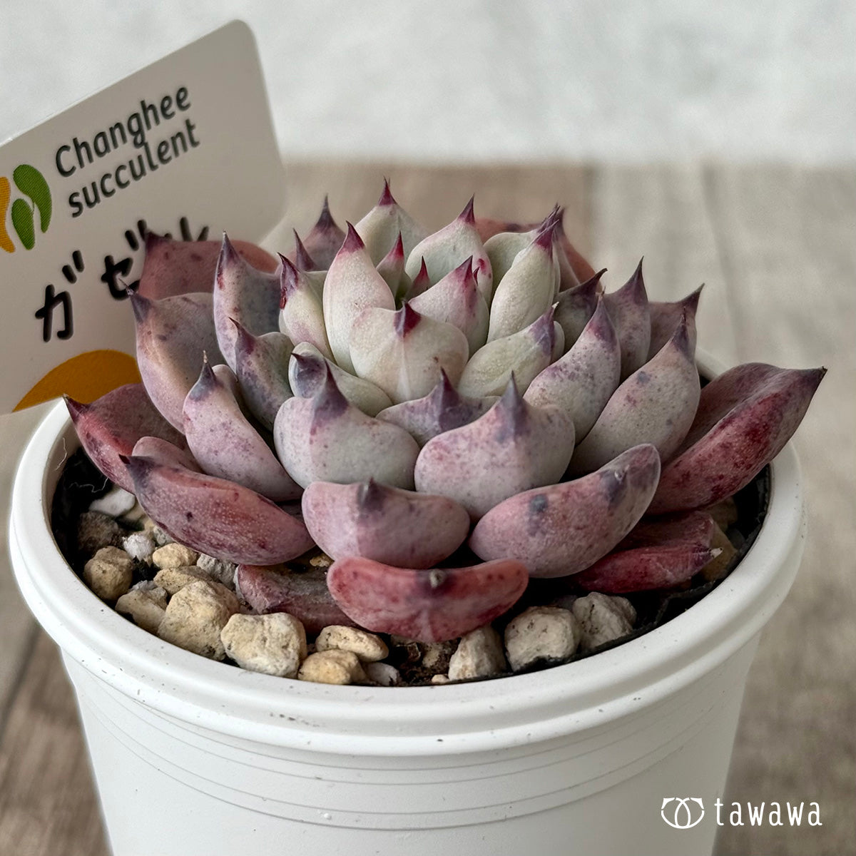 ガゼル（チャンヒー農園）【tawawaハウス苗】