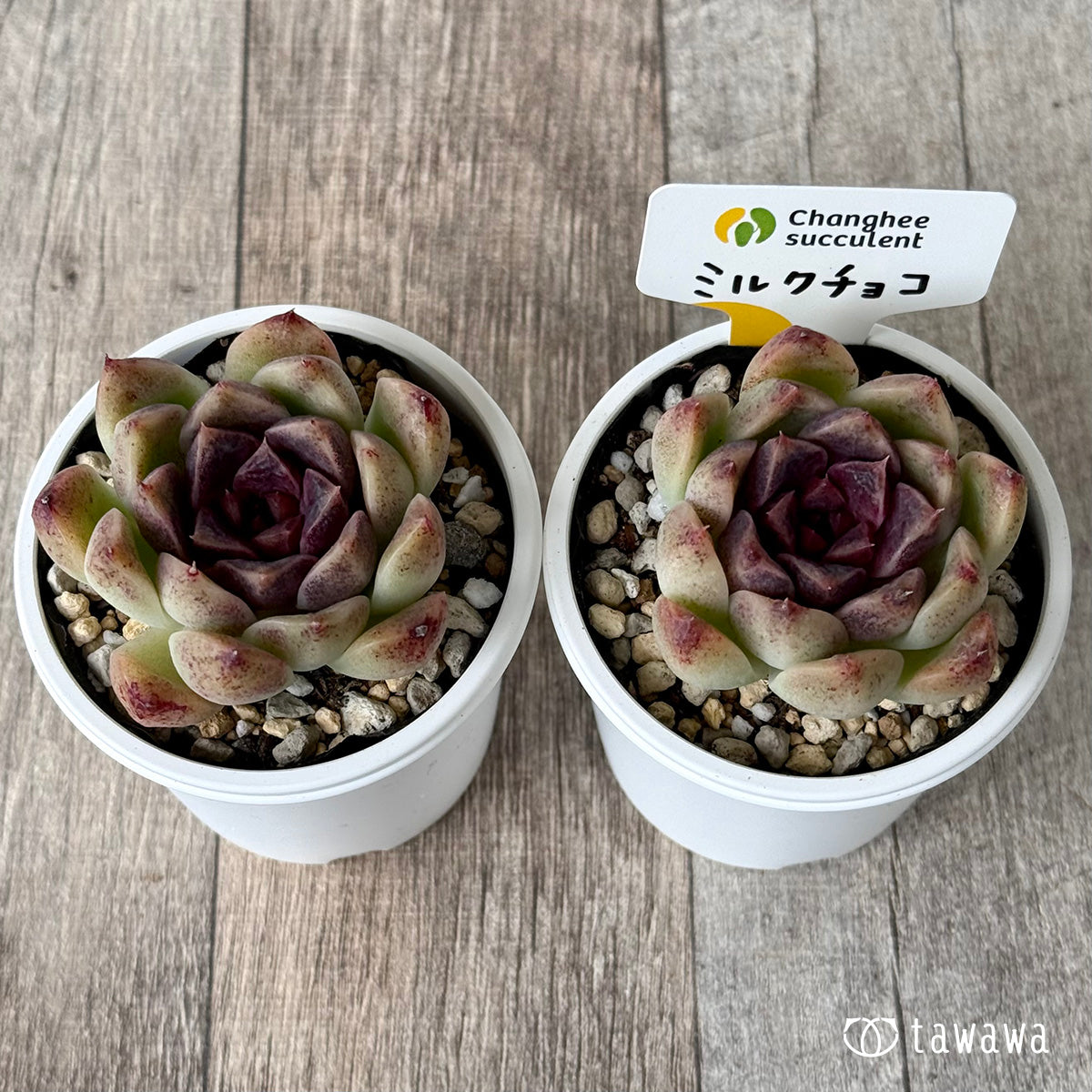 ミルクチョコ（チャンヒー農園）【tawawaハウス苗】