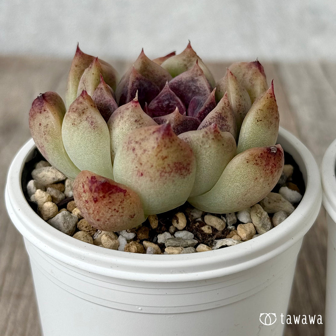 ＊新発売＊　ミルクチョコ（チャンヒー農園）【tawawaハウス苗】