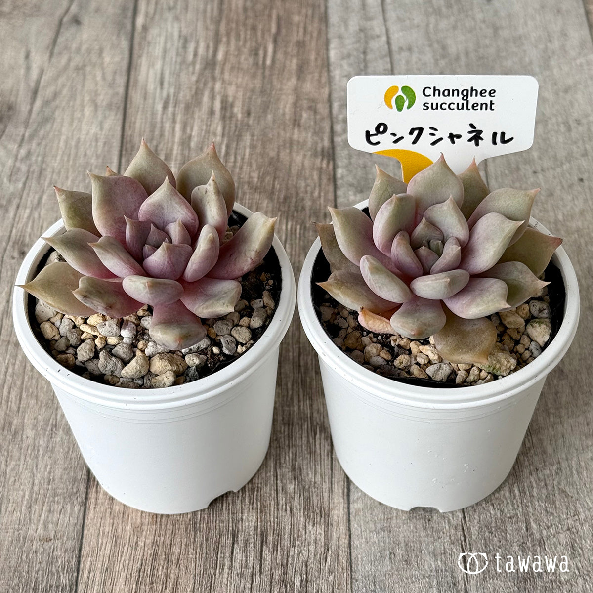 ピンクシャネル（チャンヒー農園）【tawawaハウス苗】