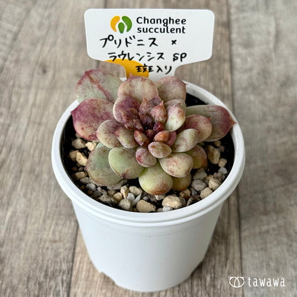 プリドニス×ラウレンシスsp斑入り（チャンヒー農園）【tawawaハウス苗】