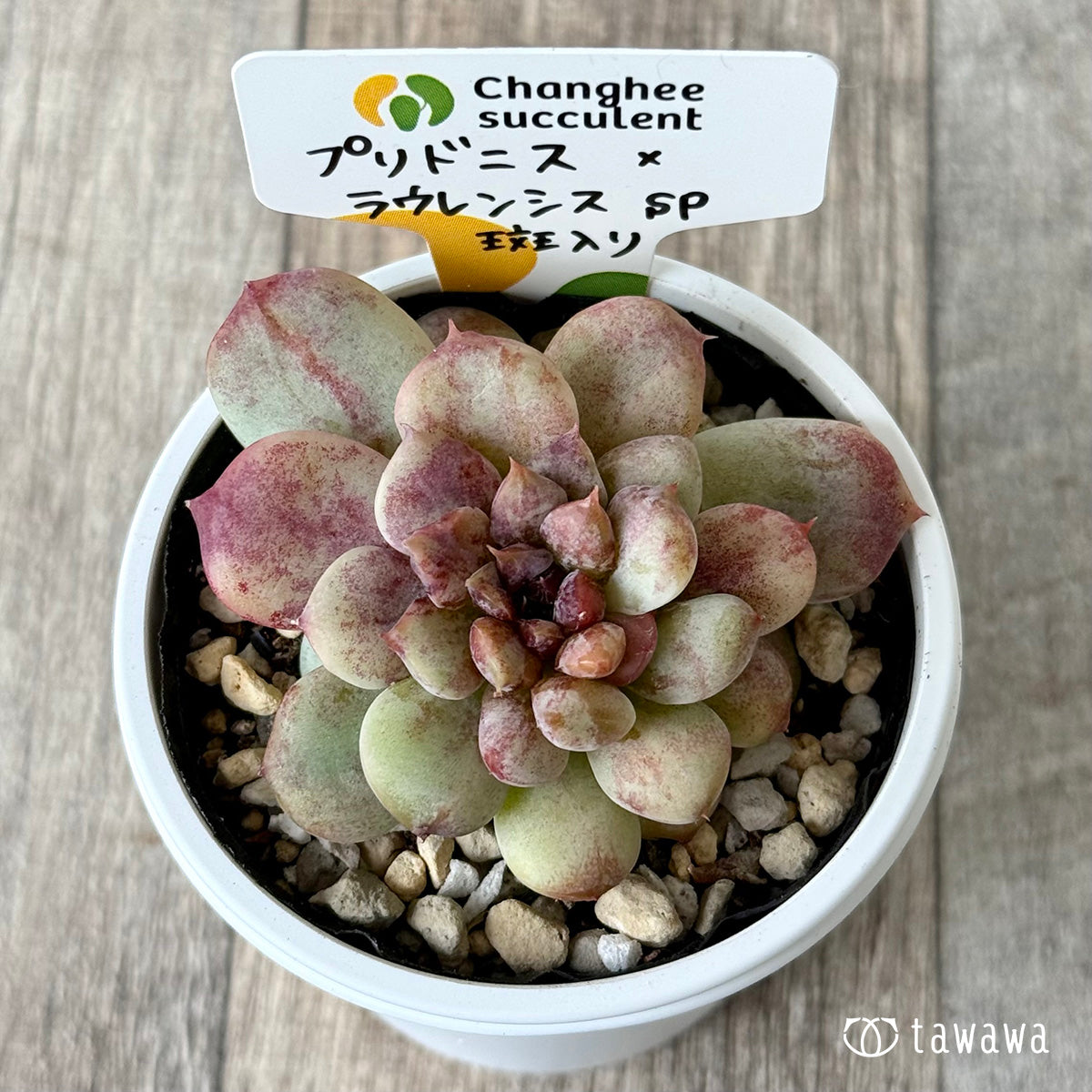 プリドニス×ラウレンシスsp斑入り（チャンヒー農園）【tawawaハウス苗】