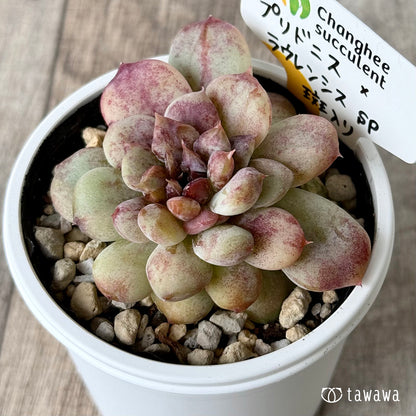 プリドニス×ラウレンシスsp斑入り（チャンヒー農園）【tawawaハウス苗】