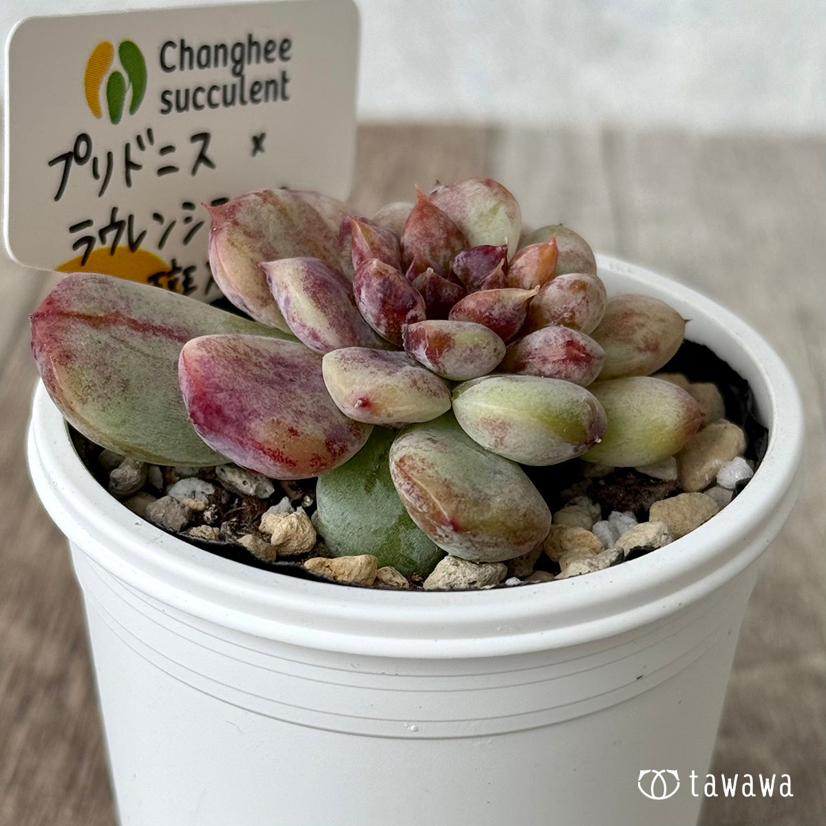 プリドニス×ラウレンシスsp斑入り（チャンヒー農園）【tawawaハウス苗】