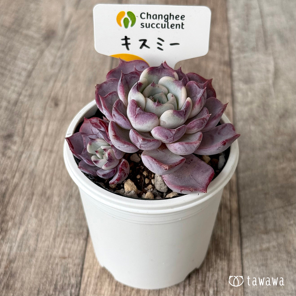 New Arrivals: Ice Green