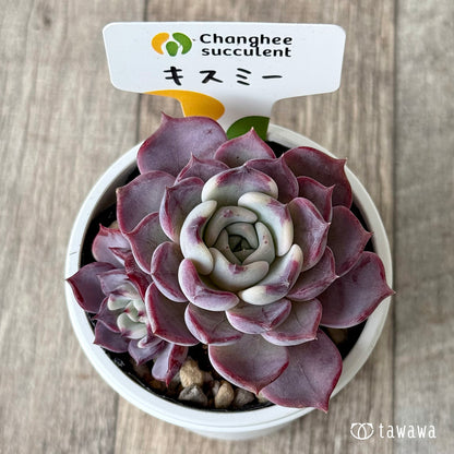 New Arrivals: Ice Green