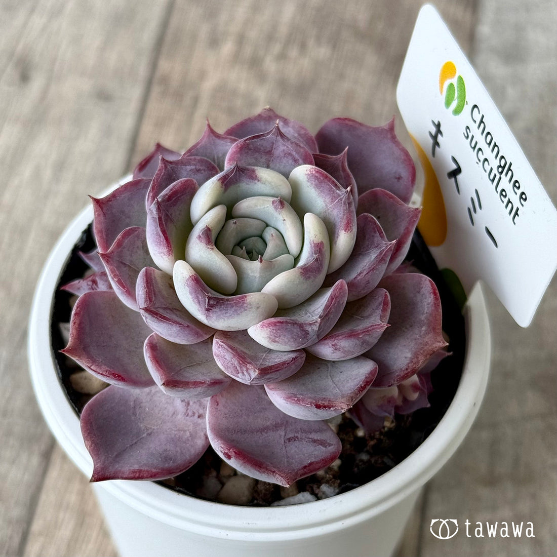 New Arrivals: Ice Green