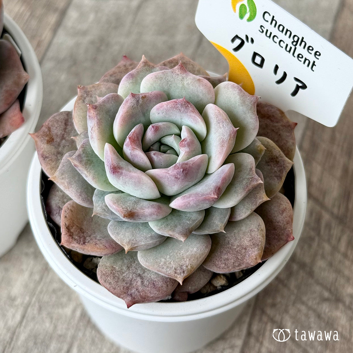 グロリア１（チャンヒー農園）【tawawaハウス苗】