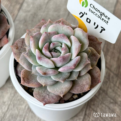 グロリア１（チャンヒー農園）【tawawaハウス苗】