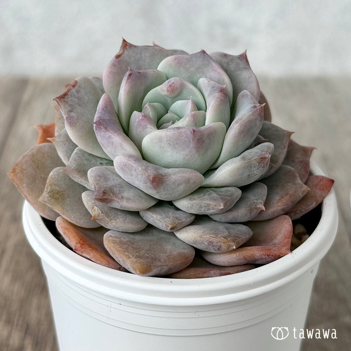 グロリア１（チャンヒー農園）【tawawaハウス苗】