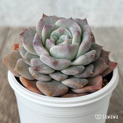 グロリア１（チャンヒー農園）【tawawaハウス苗】