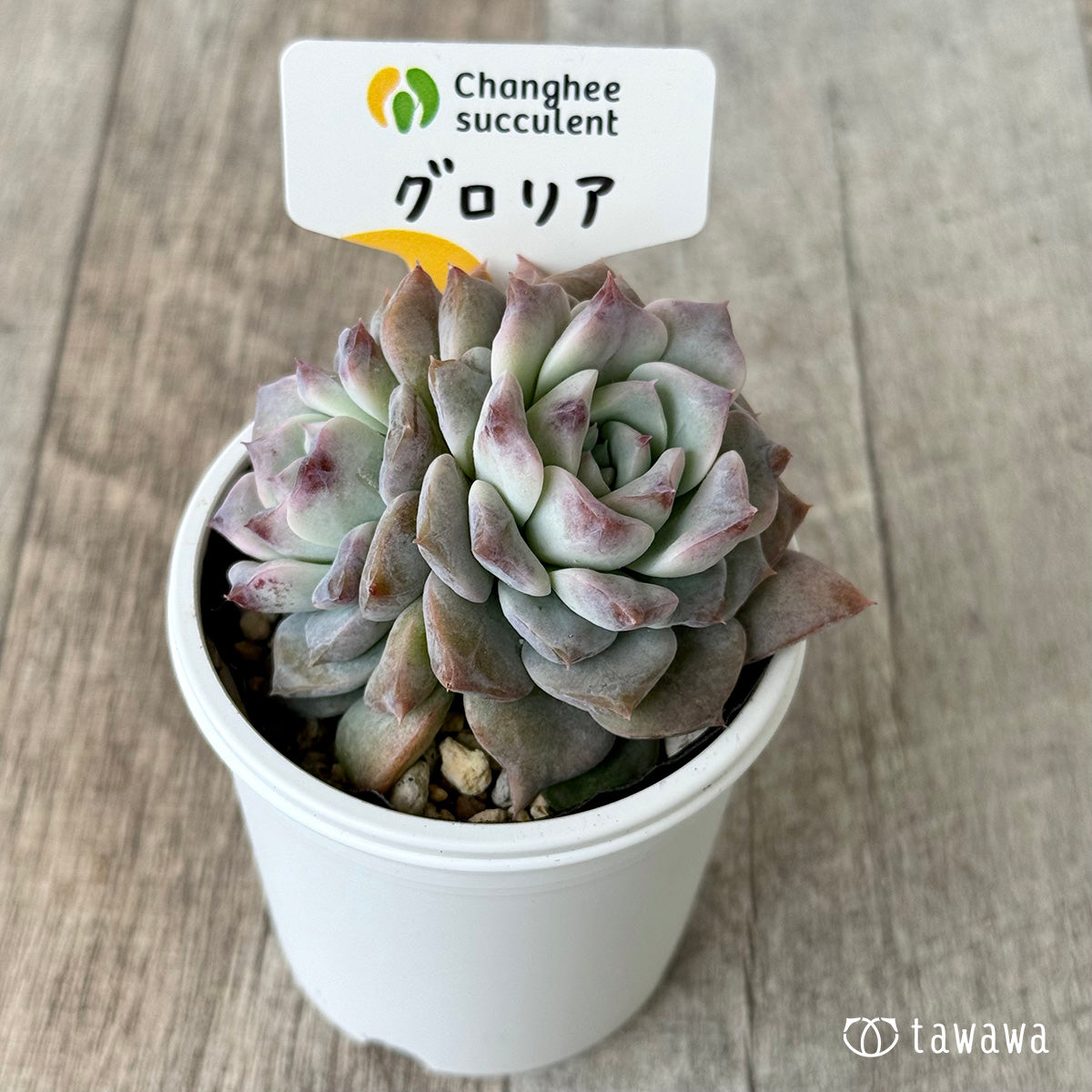 グロリア２（チャンヒー農園）【tawawaハウス苗】