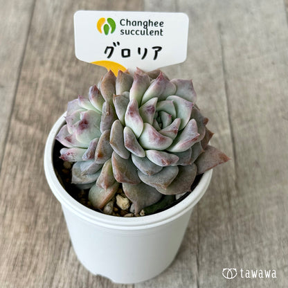 グロリア２（チャンヒー農園）【tawawaハウス苗】