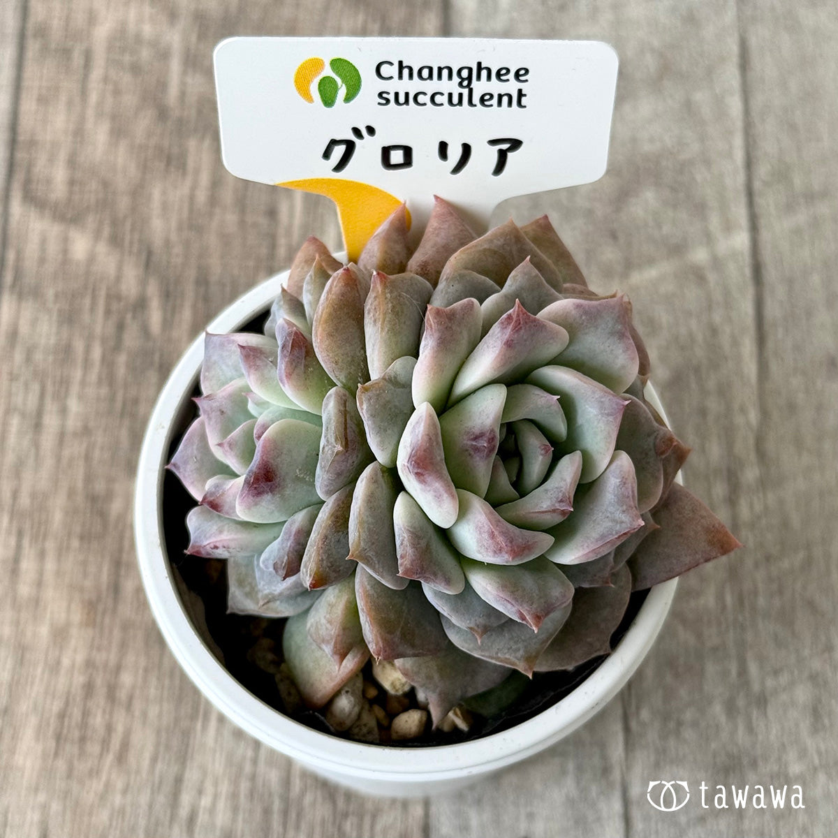 グロリア２（チャンヒー農園）【tawawaハウス苗】