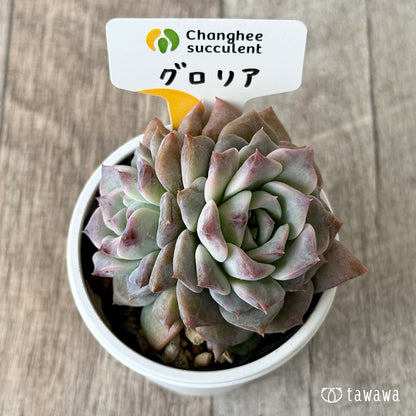 グロリア２（チャンヒー農園）【tawawaハウス苗】