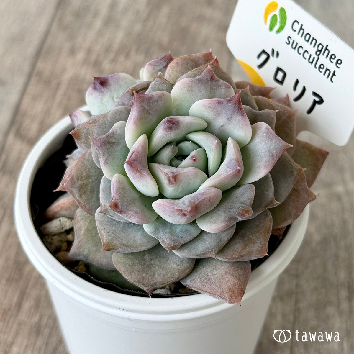 グロリア２（チャンヒー農園）【tawawaハウス苗】