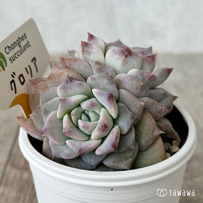 グロリア２（チャンヒー農園）【tawawaハウス苗】