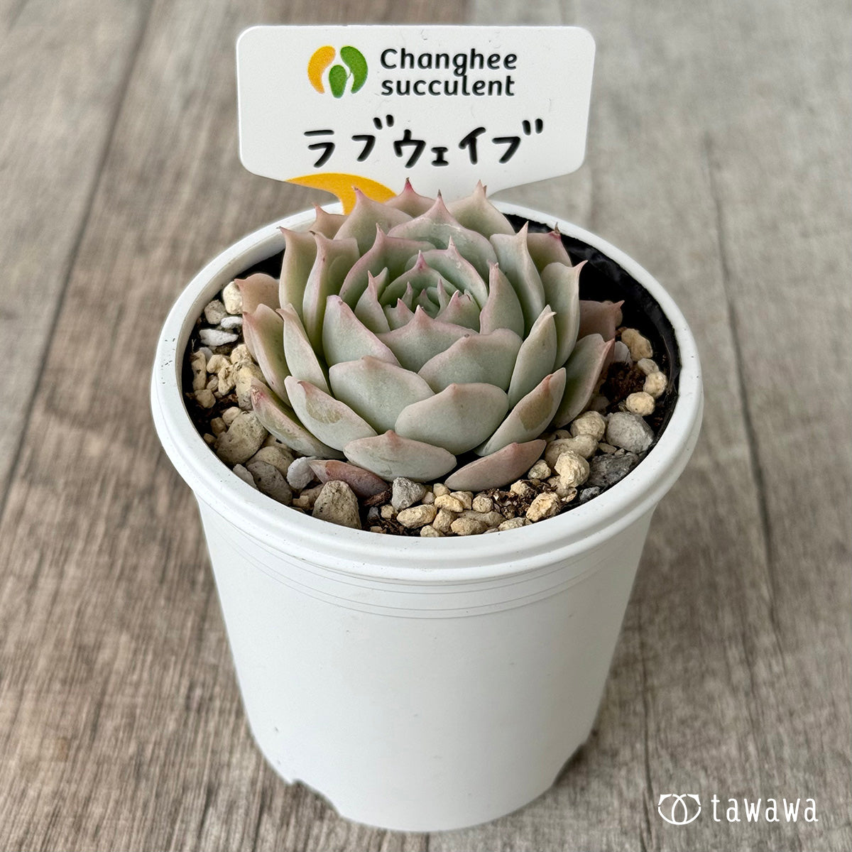 러브 웨이브 (챔피언 모종)