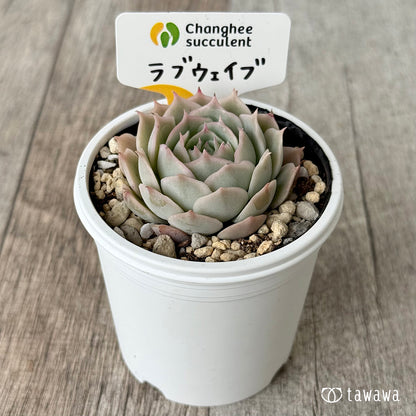 러브 웨이브 (챔피언 모종)