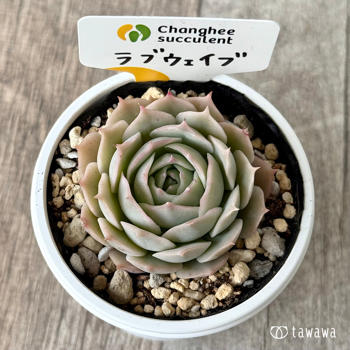 러브 웨이브 (챔피언 모종)