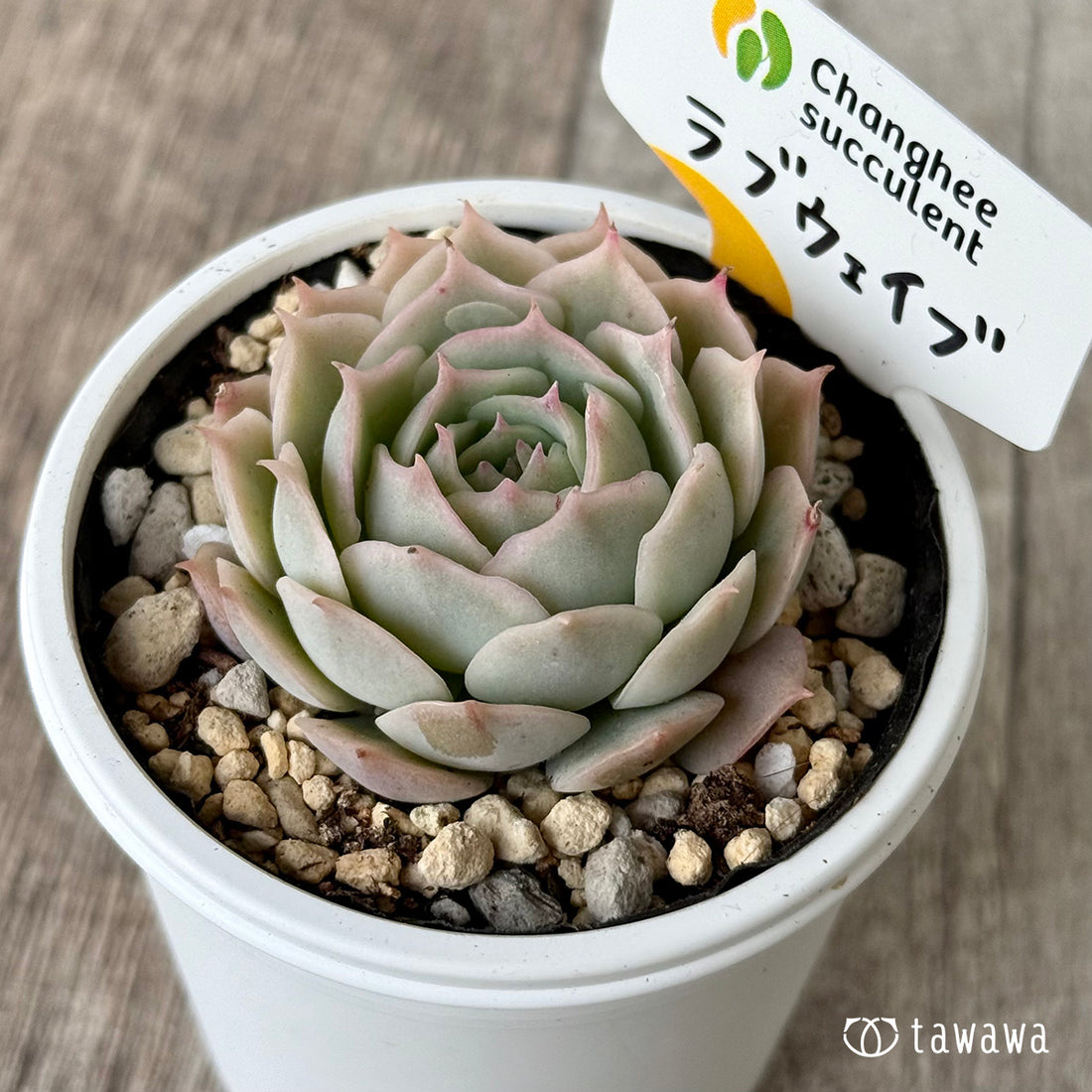 ＊新発売＊　ラブウェイブ（チャンヒー農園）【tawawaハウス苗】