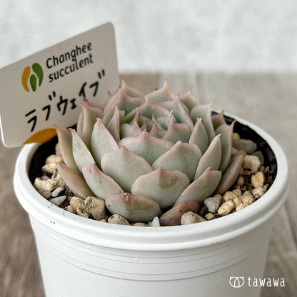 러브 웨이브 (챔피언 모종)